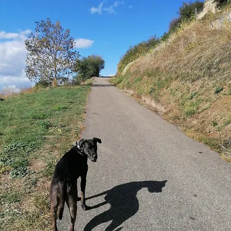 Hotel-restaurant Rebstock Hotel